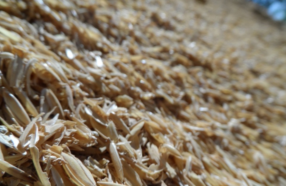 La balle de riz : litière animale et isolant naturel